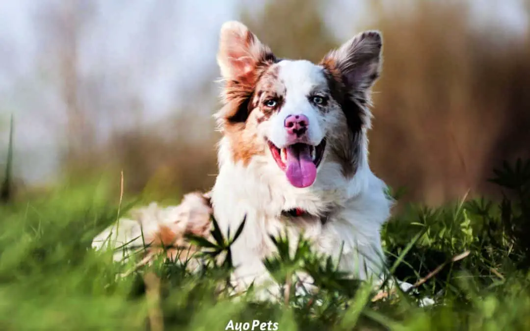 What Is A Double Merle Dog And How To Tell If You Have One