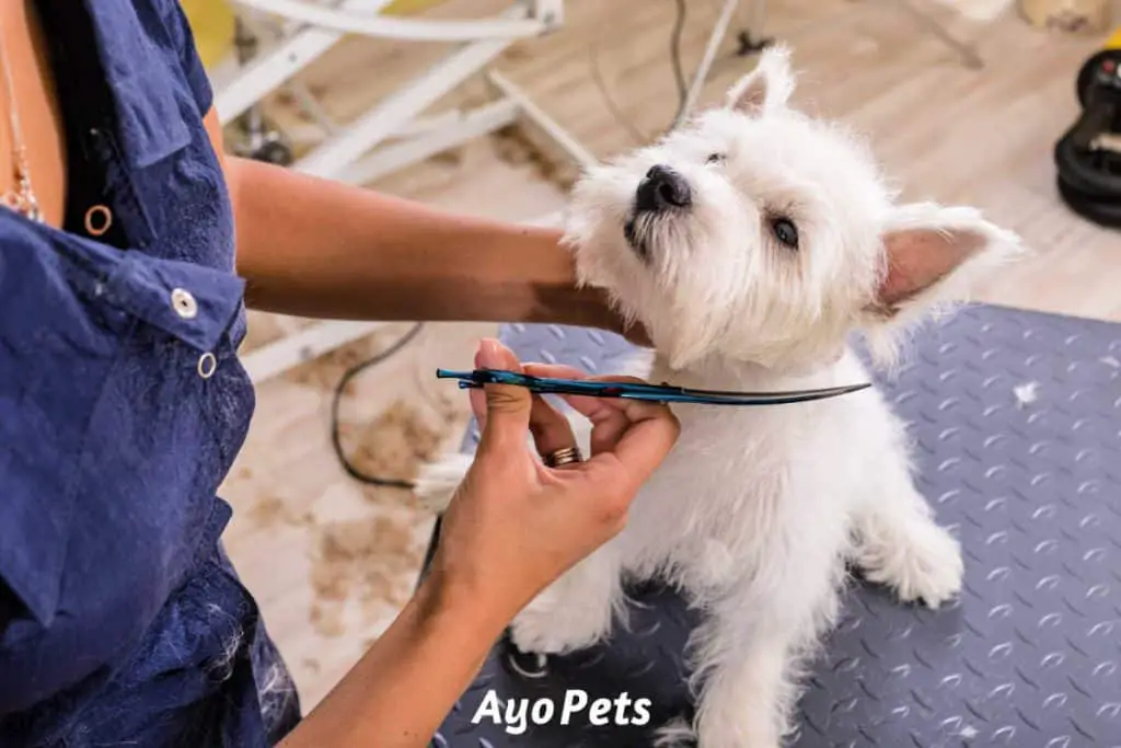 Photo of a Westie puppy getting a haircut