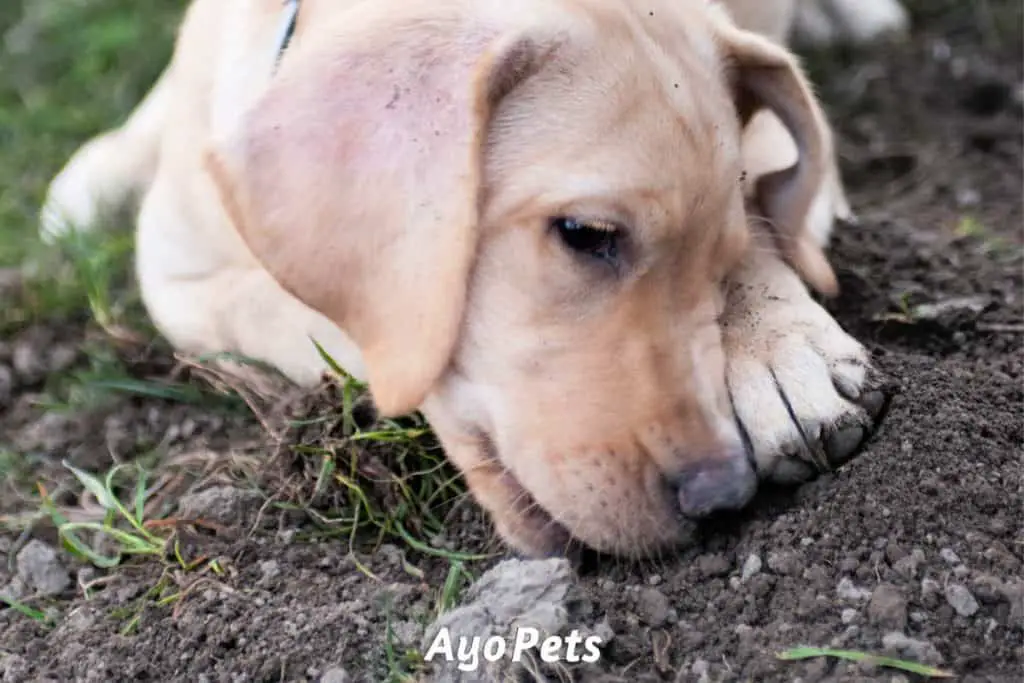 Photo of a Labrador puppy eating dirt
