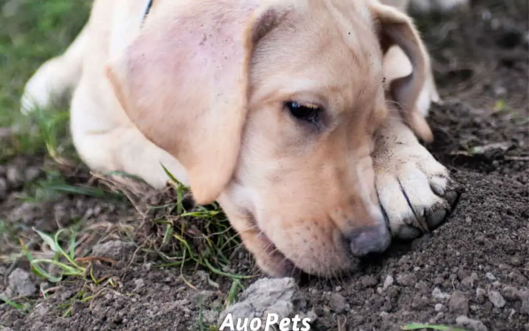 6 Reasons Why Puppies Eat Dirt (And What To Do About It)