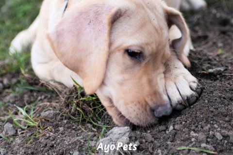 6 Reasons Why Puppies Eat Dirt (And What To Do About It) | Ayo Pets