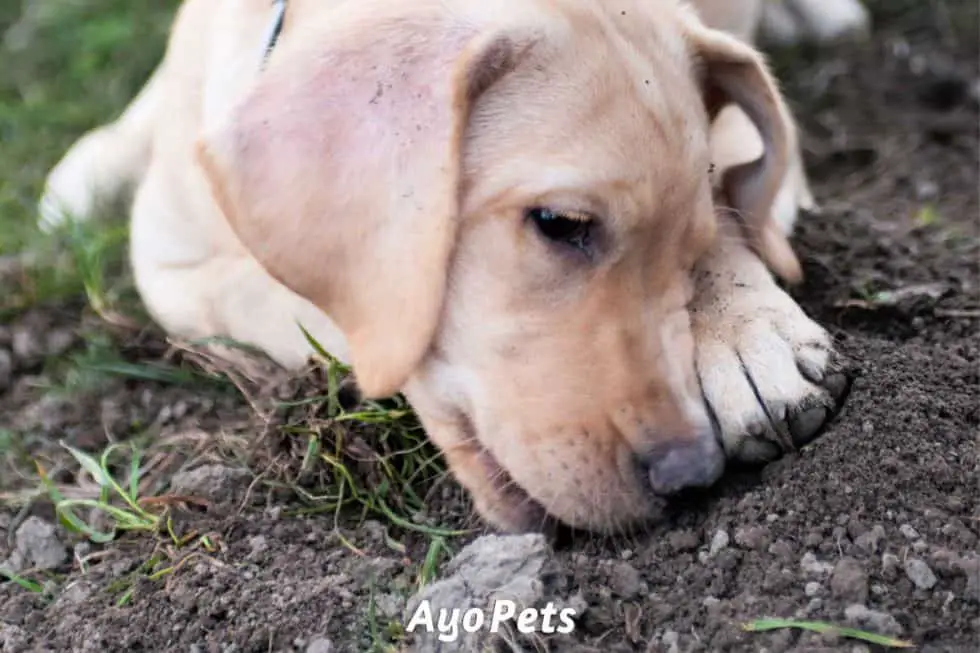 6 Reasons Why Puppies Eat Dirt (And What To Do About It) Ayo Pets