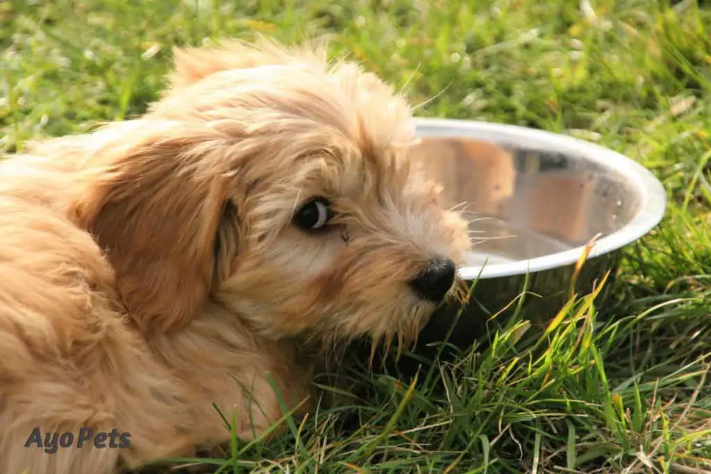 Photo of dog with head on water bowl, refusing to drink