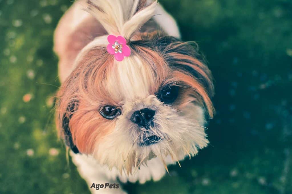 Photo of a puppy with a flower tie in her hair