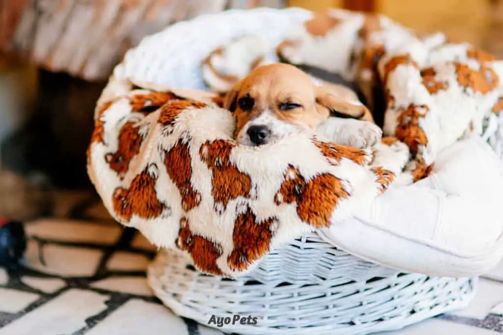 Blankets with clearance puppies on them