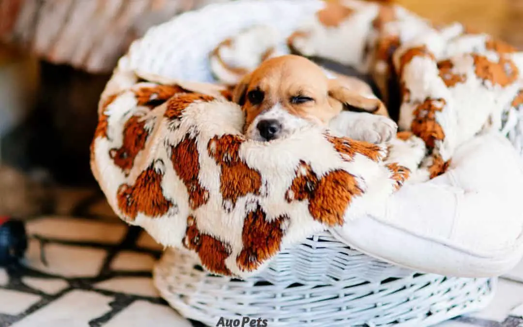 Are Blankets Safe For Pups? Safety Tips And What To Watch For