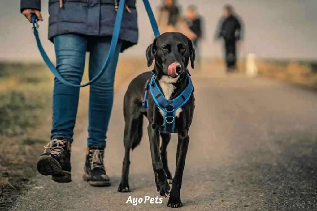 Photo of a dog walking next to its owner with a blue harness on