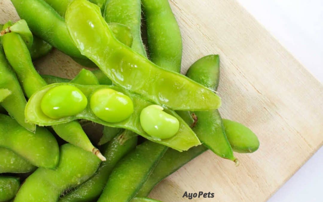 Edamame: What Dogs Can And Cannot Eat