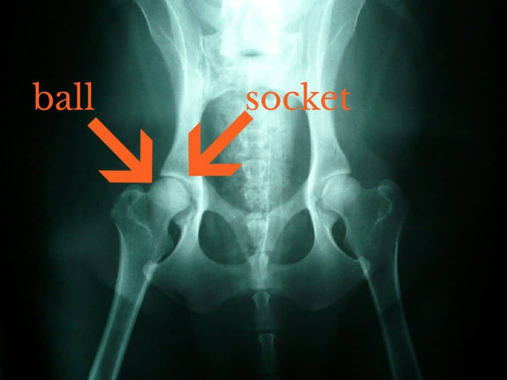 Ball and socket labelled on the Xray of a dog's hip bone