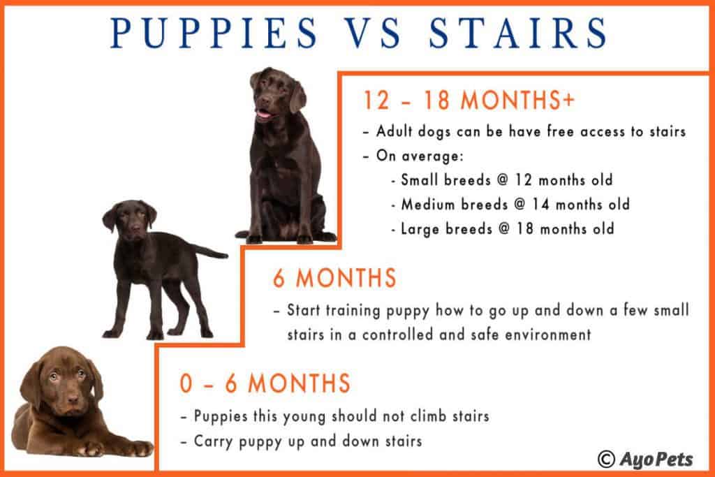 Can puppies go up and down stairs - Infographic