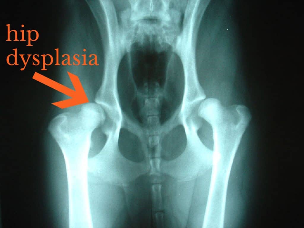 Hip dysplasia labelled on X-ray of dog's hips