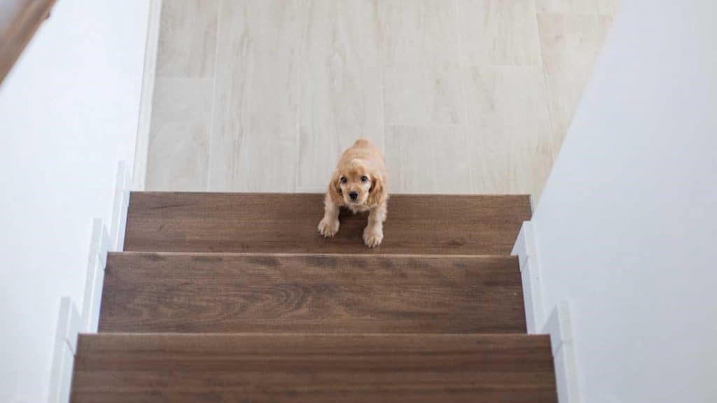 Photo of a puppy at the bottom of a staircase