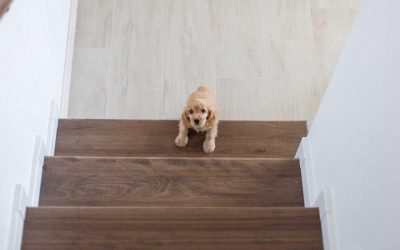 Can Puppies Go Up And Down Stairs? When It’s Safe For Your Dog’s Breed