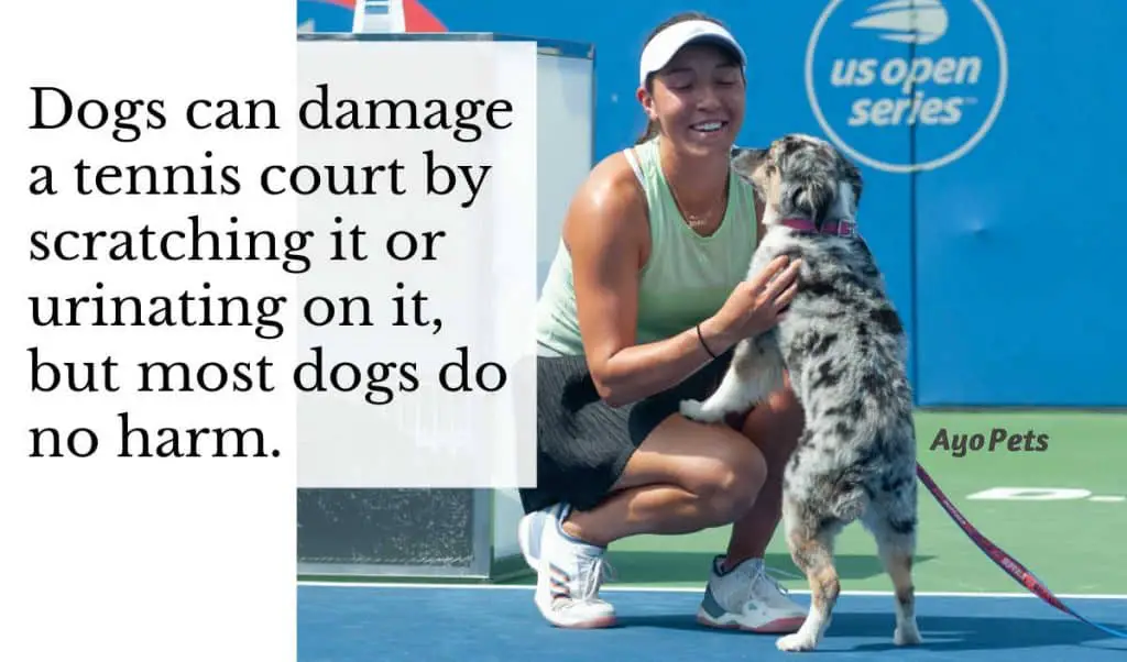 Jessica Peula patting her dog on the tennis court