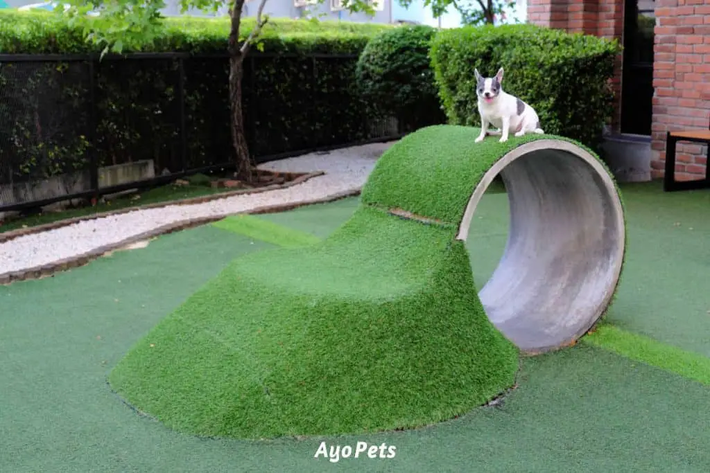 Photo of a dog standing on a park activity tube covered in artificial grass