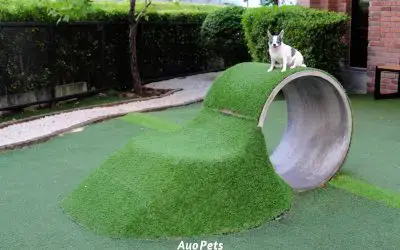 Do dogs damage artificial grass? How to protect your synthetic turf