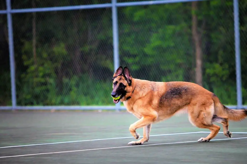 German Shepherd running with a tennis ball in its mouth around a tennis court