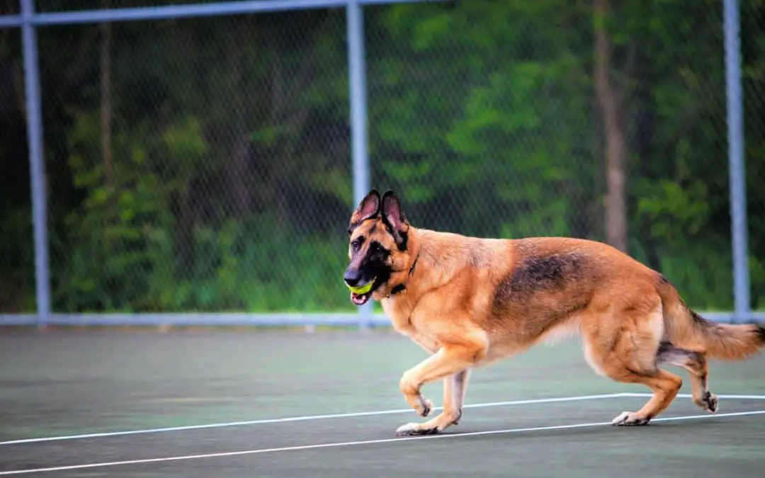 Do Dogs Damage Tennis Courts? Get The Facts