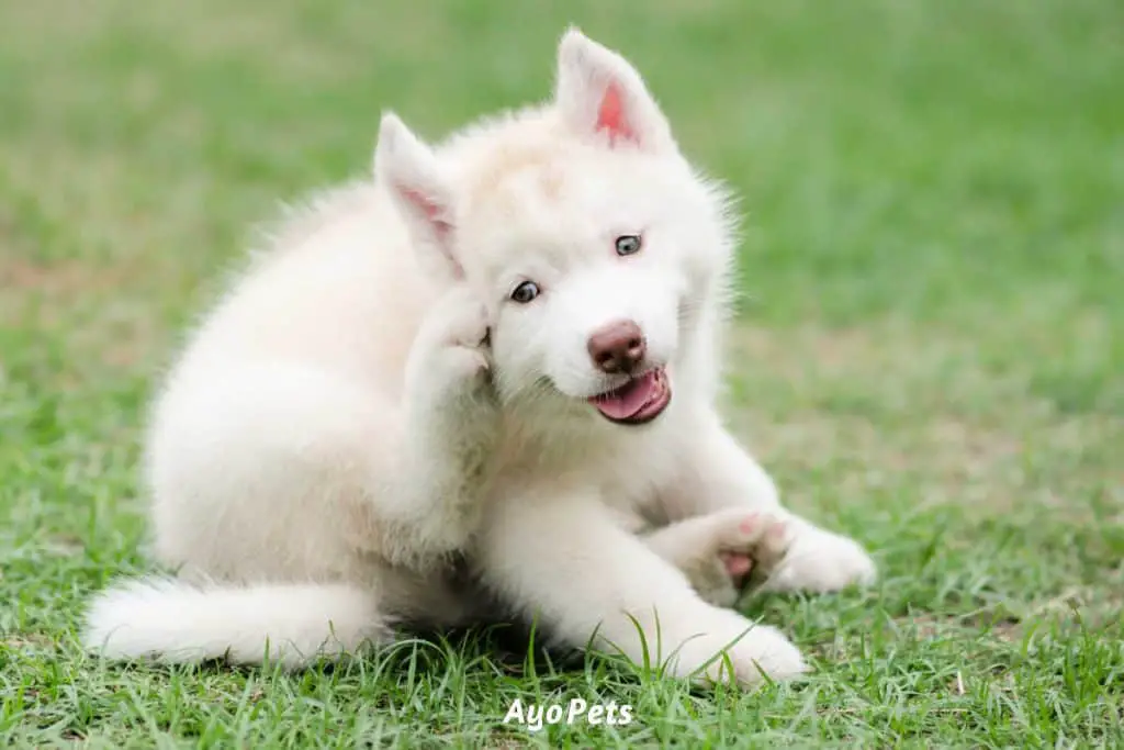 Photo of a husky puppy scratching itself behind the ear