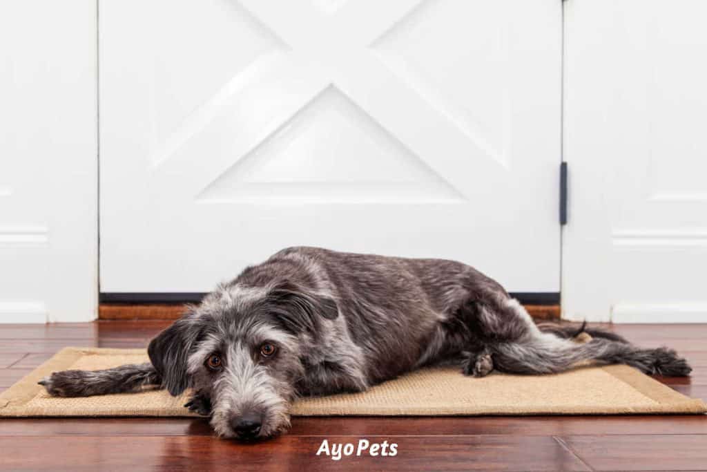 2 Ways Dogs Damage Hardwood Floors And What To Do About It Ayo Pets