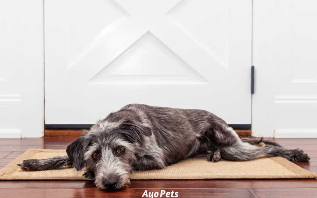 2 Ways Dogs Damage Hardwood Floors And What To Do About It
