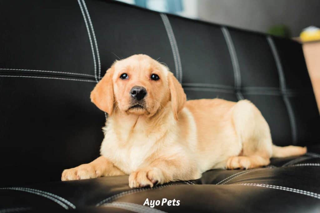 Labrador puppy sitting on a leather couch