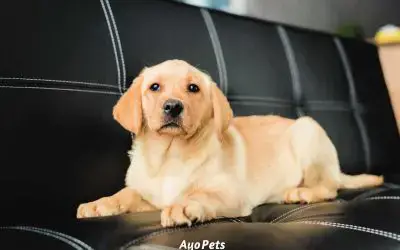 How Dogs Damage Leather Couches And What To Do About It